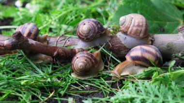 Five large grape garden snails Helix pomatia live in the forest on the grass