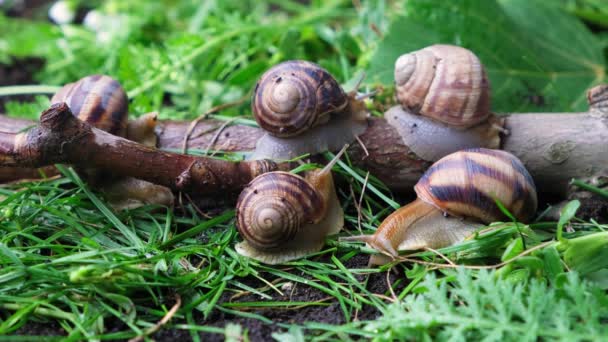 Five Large Grape Garden Snails Helix Pomatia Live Forest Grass — Wideo stockowe