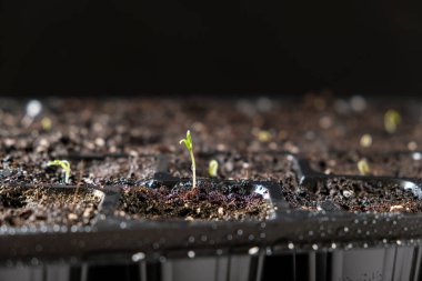 Growing tomatoes from seeds, step by step. Step 4 - the first sprout