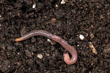Big beautiful earthworm in the black soil, close-up