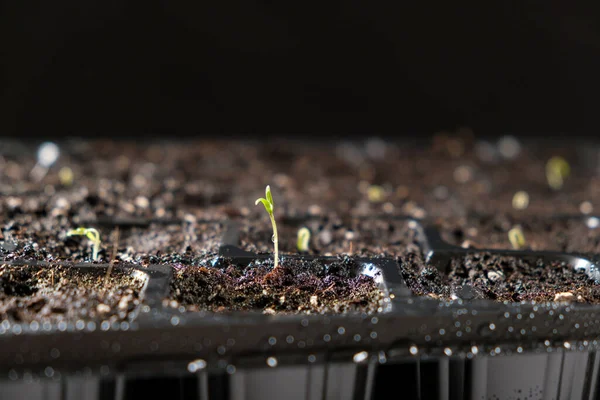 Growing Tomatoes Seeds Step Step Step First Sprout — Stockfoto