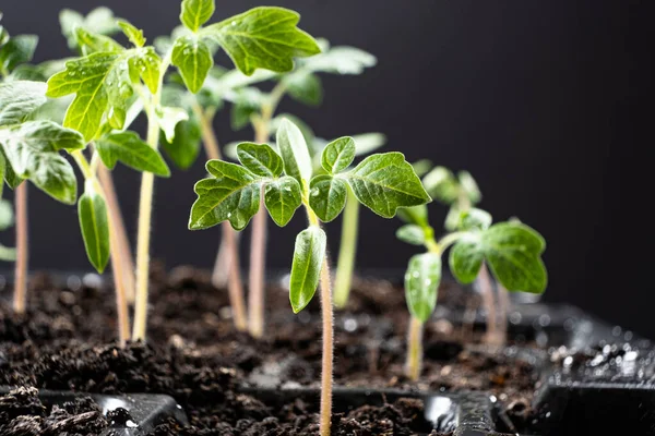 Growing tomatoes from seeds, step by step. Step 7 - the sprouts have grown