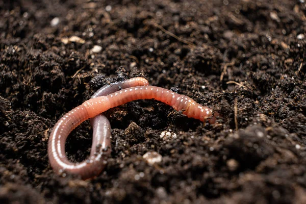 Big beautiful earthworm in the black soil, close-up