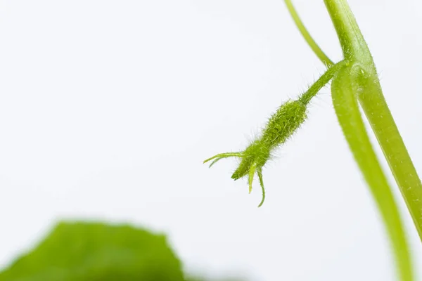 Выращивание Огурцов Семян Шаг Первые Цветы Огурцы — стоковое фото