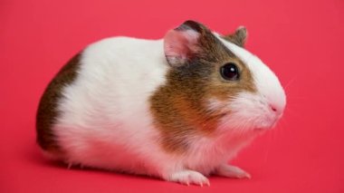 Küçük beyaz bir kobay korkuyor ve kırmızı bir arka planda titriyor.