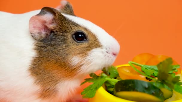 在橙色背景上咀嚼欧芹的有趣的小豚鼠 — 图库视频影像