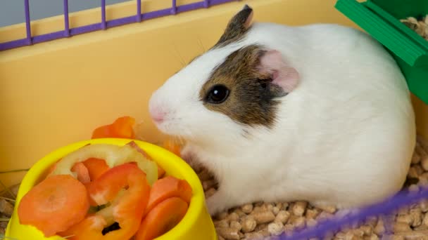一只白色的小豚鼠坐在笼子里吃蔬菜 — 图库视频影像