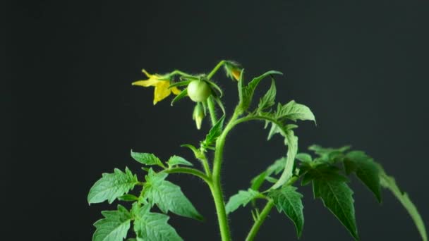 用种子种植西红柿 一步一步 第12步 一朵花及第一番茄 — 图库视频影像