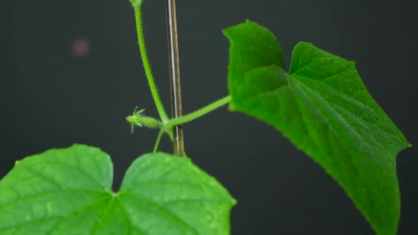 Cultivar Pepinos Partir Semillas Paso Las Primeras Flores Pepinos — Vídeos de Stock