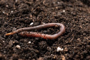Big beautiful earthworm in the black soil, close-up
