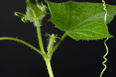 Tohumlardan salatalık yetiştiriyorlar. Adım 8 - İlk küçük salatalık.