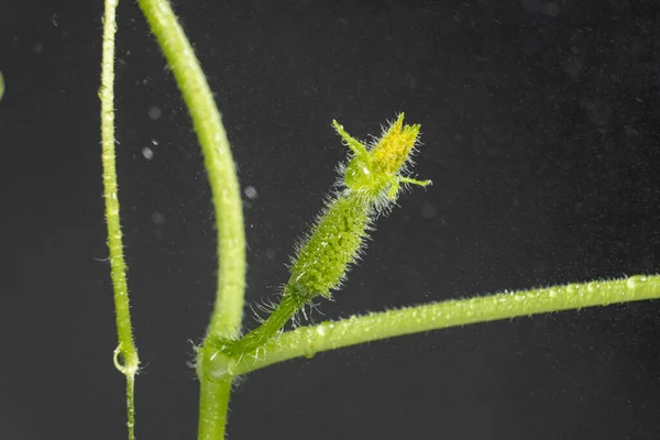 Выращивание Огурцов Семян Шаг Первый Маленький Огурец — стоковое фото