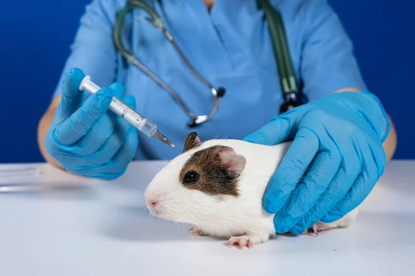 兽医给一只小豚鼠注射了一针 啮齿动物及宠物的待遇 — 图库照片