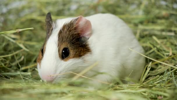 有趣的小豚鼠坐在干草里咀嚼食物 — 图库视频影像