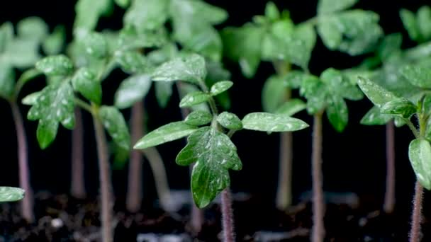 Growing Tomatoes Seeds Step Step Step Watering Grown Sprouts — Wideo stockowe