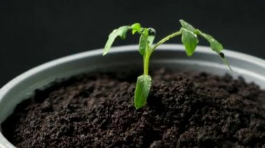 Growing tomatoes from seeds, step by step. Step 10 - watering the seedling in a pot