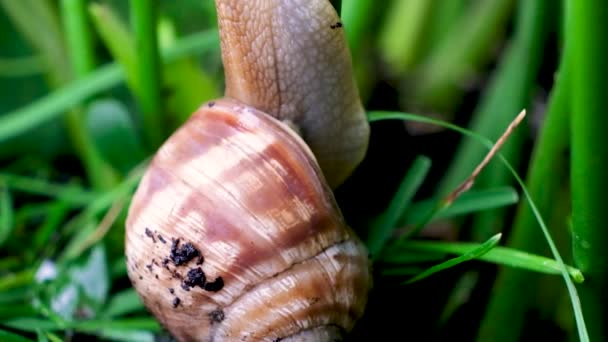 Snail Helix Pomatia Crawls Stem Plant Forest — Video Stock