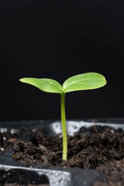 Growing cucumbers from seeds. Step 4 - First Sprout.