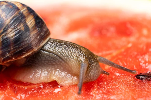 Large Snail Helix Pomatia Crawls Watermelon Drinks Watermelon Juice — Stockfoto
