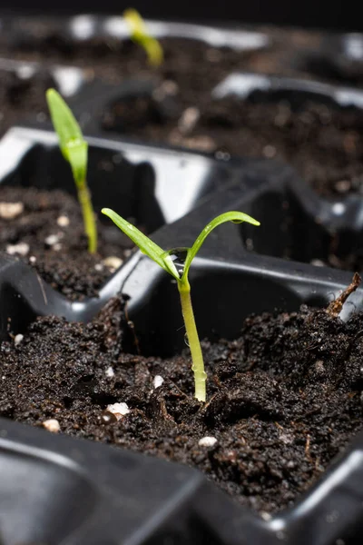 Growing Peppers Seeds Step First Sprouts — Stockfoto