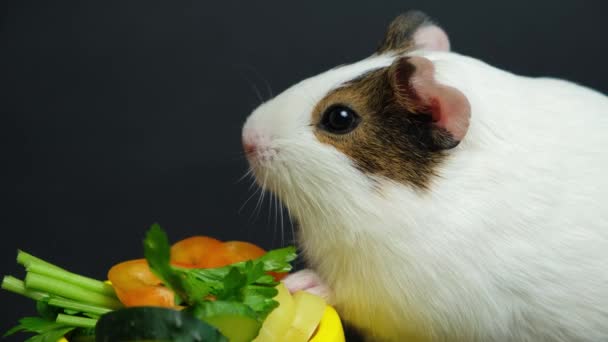 一只小豚鼠挪动鼻子 坐在靠近蔬菜的黑色背景上环视四周 — 图库视频影像