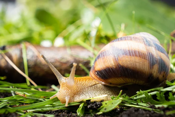 Helix Pomatia Snail Leisurely Crawls Grass — Stockfoto