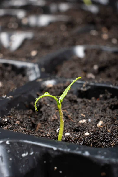 Growing Peppers Seeds Step First Sprout — Fotografia de Stock
