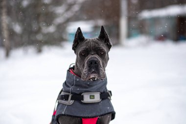 Siyah bir köpeğin portresi.