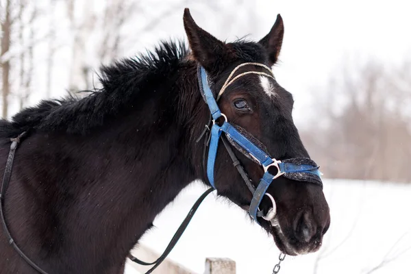 Head Black Saddled Riding Horse Leash Stall Winter Season — Stock Photo, Image