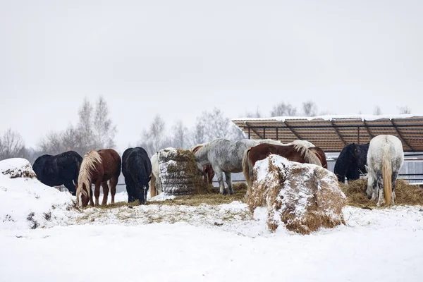 Mehrere Pflugpferde Ernähren Sich Während Der Wintersaison Von Heu Auf — Stockfoto