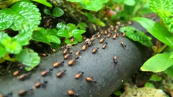 Kriechende Termiten nahtlose Schleife. Teamwork-Konzept — Stockvideo