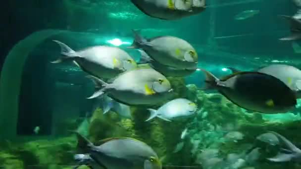 Besök akvariet en akvarium full av fisk ses av besökaren — Stockvideo