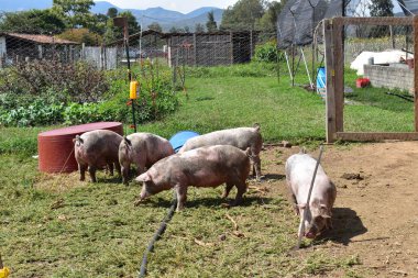 Çiftlikte birkaç domuzun yediği bir ağıl manzarası.