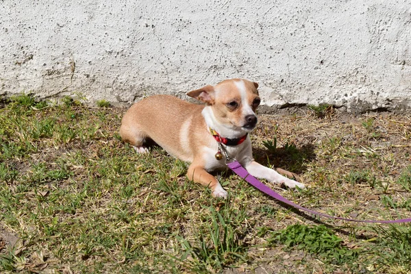 Chihuahua pies opalający się na podwórku domu z kołnierzykiem — Zdjęcie stockowe
