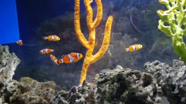 一些鱼在珊瑚礁中间的水族馆里游泳的视频 — 图库视频影像