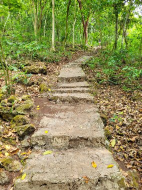 Mantetzulel arkeolojik bölgesindeki bitki örtüsünün ortasındaki patika, Meksika