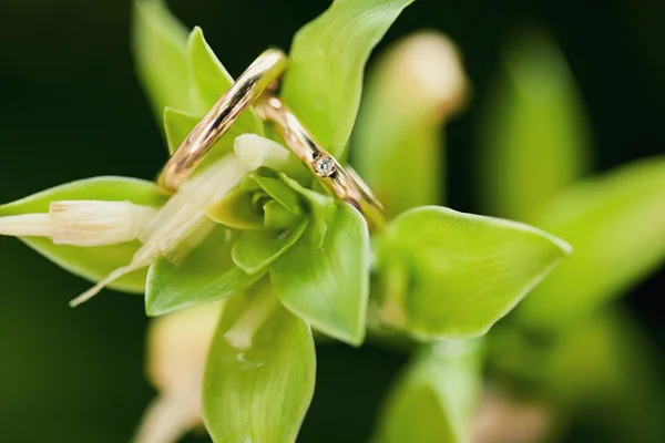 Dois anel de casamento na flor verde — Fotografia de Stock