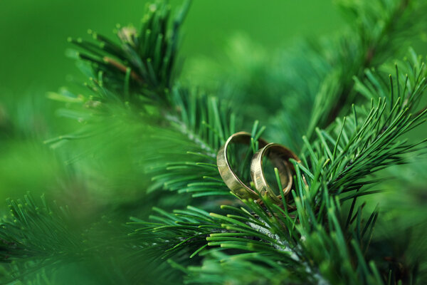 Rings on a tree branch