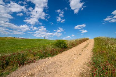 Toskana kırsalının panoramik manzarası Val d 'Orcia, Siena, Toskana, İtalya. Mavi gökyüzü ve bulutlarla dolu bir yaz gününde, çiçekli tarlaları olan toprak bir yol manzarası. İtalyan kırsal Avrupa.