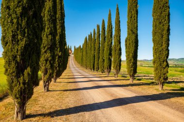 İtalya 'nın Val d' Orcia kentindeki Toskana kırsalında gölgeli selvi yolu. Yazın Siena yakınlarında mavi biberli yeşil tarlalar. Tipik Tuscany tarım arazisi. 