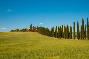 Yazın buğday tarlasında sıralanmış selvi ağaçları olan Toskana manzaralı tepeler. Tarlanın panoramik manzarası ve mavi gökyüzü olan taş çiftlik evi San quirino d 'Orcia Siena İtalya