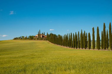 Scenic Tuscan landscape of the hills with rows of cypresses in the wheat field in summer, Tuscany. Panoramic view of the field and the stone farmhouse with blue sky San quirino d'orcia Siena Italy clipart