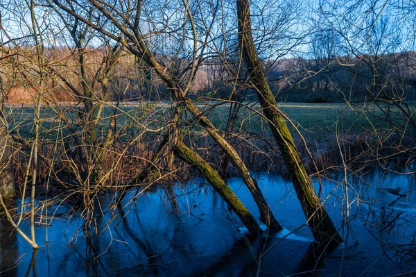 Buzlu sularda, ağaçlarda, buzlu sularda, İtalya kırsallarında, soğuk bir kış gününde mavi gökyüzünde, Kuzey İtalya 'da Venedik' te,.
