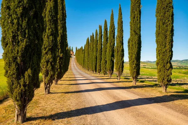 Landschaftlich Reizvolle Zypressenstraße Mit Schatten Der Toskanischen Landschaft Val Orcia — Stockfoto