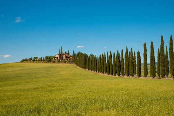 Paisagem Cênica Toscana Das Colinas Com Fileiras Ciprestes Campo Trigo Fotografias De Stock Royalty-Free