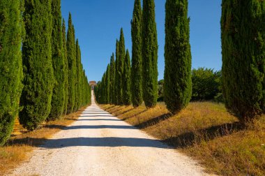 Tuscany 'nin tipik güzel manzarası yazın tarlada selvi olan kırsal yol Val d' Orcia, yeşil tepeler, taştan çiftlik evine giden kır yolu. Siena İtalya.