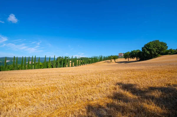 Panoramiczny Widok Rolnicze Pole Pszenicy Błękitnym Niebem Val Orcia Siena — Zdjęcie stockowe