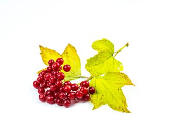 Beyaz zemin üzerine kırmızı kartopu