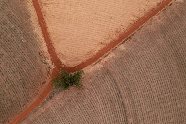 Camino Tierra Lado Campos Caña Recién Plantados Vista Del Dron — Foto de Stock