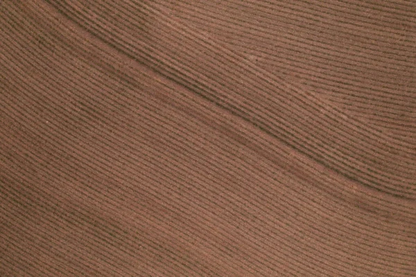 上から見た新しく植えられたサトウキビ畑 Drone View — ストック写真